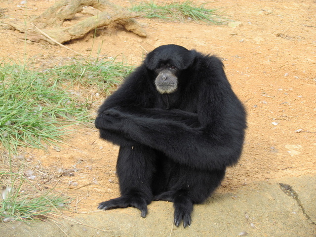 跟著 Mikey 一家去旅行 - 【 關西 】六福村主題遊樂園 - 野生動物區