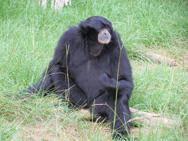 跟著 Mikey 一家去旅行 - 【 關西 】六福村主題遊樂園 - 野生動物區