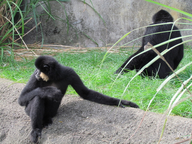 跟著 Mikey 一家去旅行 - 【 關西 】六福村主題遊樂園 - 野生動物區