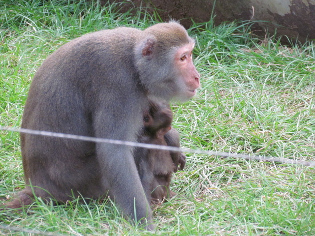 跟著 Mikey 一家去旅行 - 【 關西 】六福村主題遊樂園 - 野生動物區