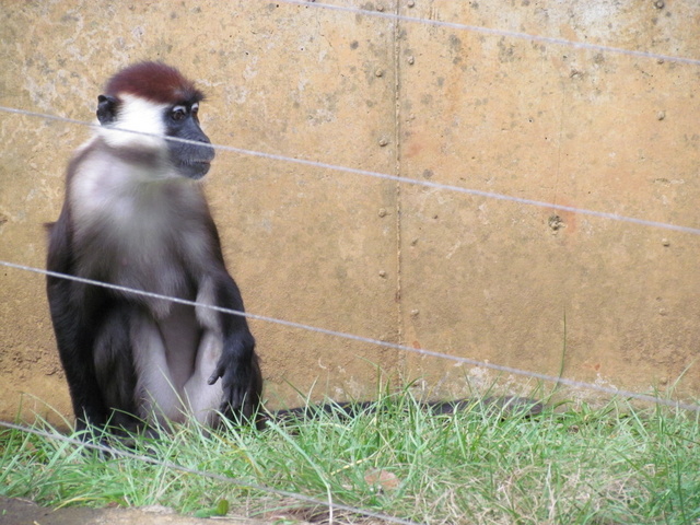 跟著 Mikey 一家去旅行 - 【 關西 】六福村主題遊樂園 - 野生動物區