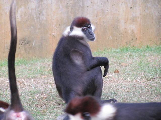 跟著 Mikey 一家去旅行 - 【 關西 】六福村主題遊樂園 - 野生動物區