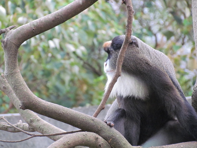 跟著 Mikey 一家去旅行 - 【 關西 】六福村主題遊樂園 - 野生動物區