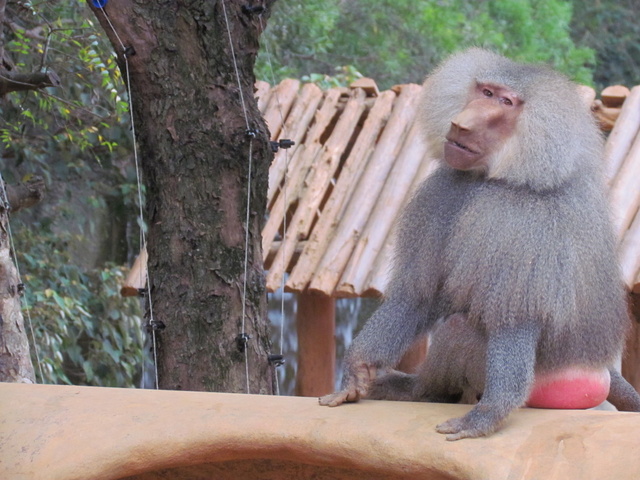 跟著 Mikey 一家去旅行 - 【 關西 】六福村主題遊樂園 - 野生動物區