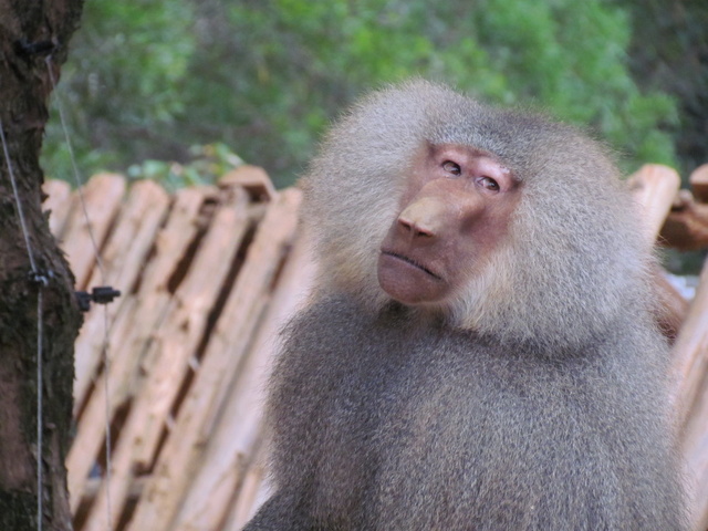 跟著 Mikey 一家去旅行 - 【 關西 】六福村主題遊樂園 - 野生動物區