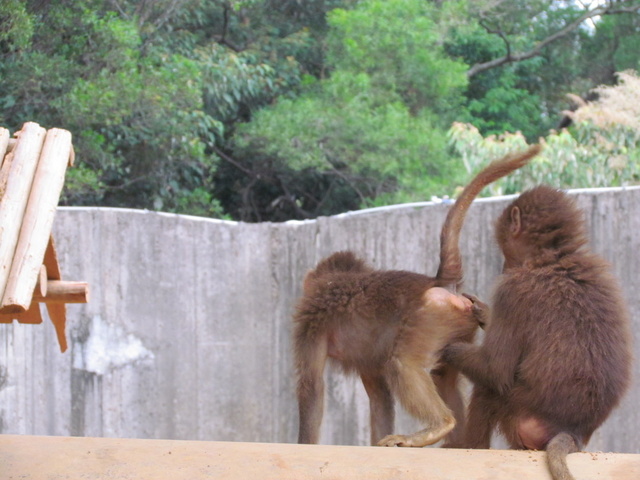 跟著 Mikey 一家去旅行 - 【 關西 】六福村主題遊樂園 - 野生動物區