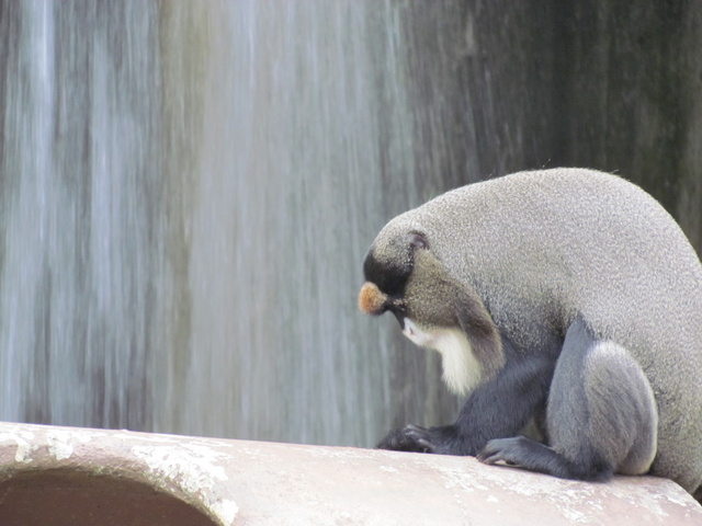 跟著 Mikey 一家去旅行 - 【 關西 】六福村主題遊樂園 - 野生動物區