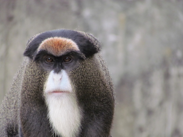 跟著 Mikey 一家去旅行 - 【 關西 】六福村主題遊樂園 - 野生動物區