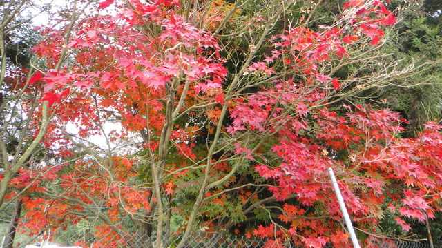 跟著 Mikey 一家去旅行 - 【 和平 】福壽山農場 - 楓紅之美