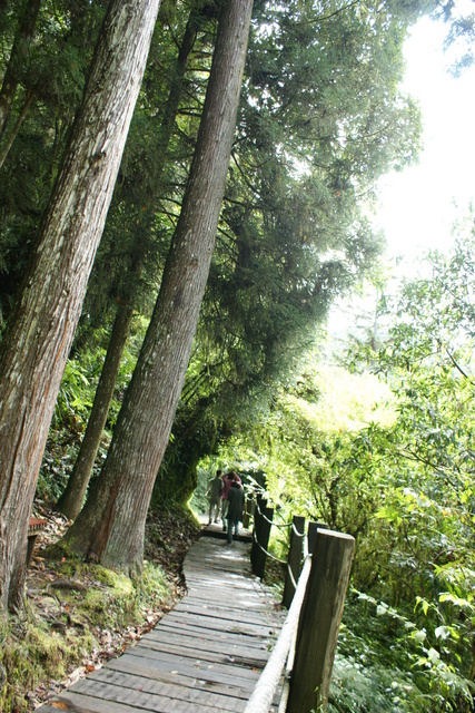 跟著 Mikey 一家去旅行 - 【 竹山 】杉林溪森林遊樂區