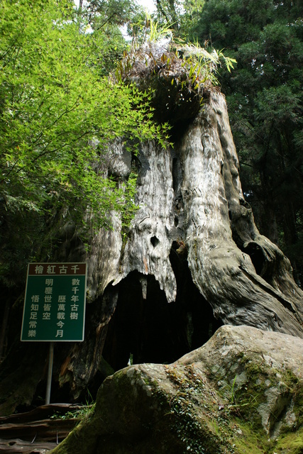 跟著 Mikey 一家去旅行 - 【 竹山 】杉林溪森林遊樂區