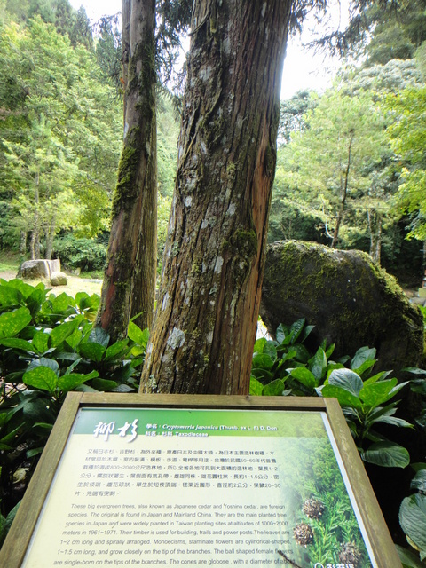 跟著 Mikey 一家去旅行 - 【 竹山 】杉林溪森林遊樂區