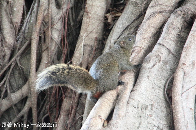 跟著 Mikey 一家去旅行 - 【 台中 】台中公園