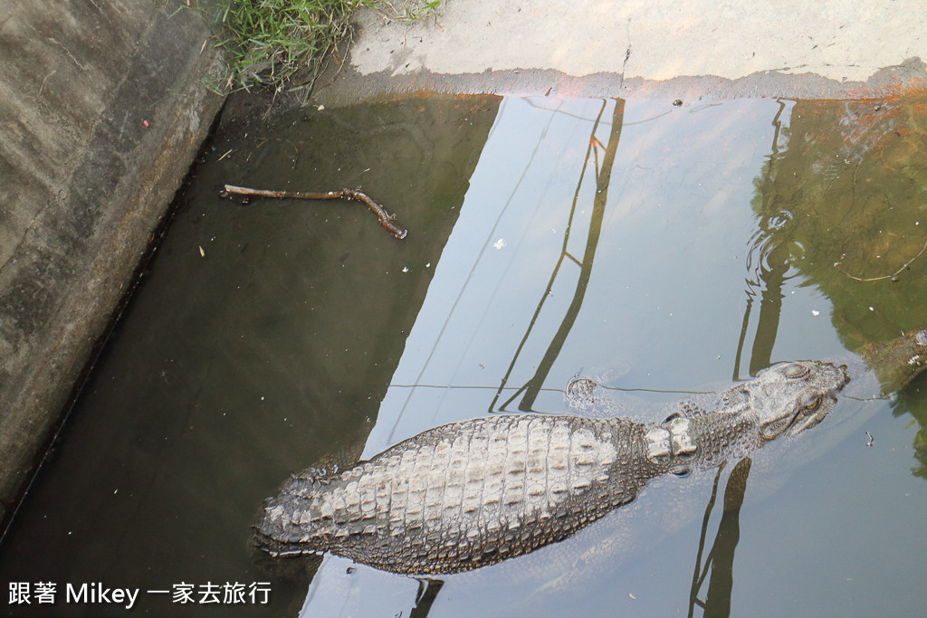 跟著 Mikey 一家去旅行 - 【 潮州 】不一樣鱷魚生態農場 - Part I