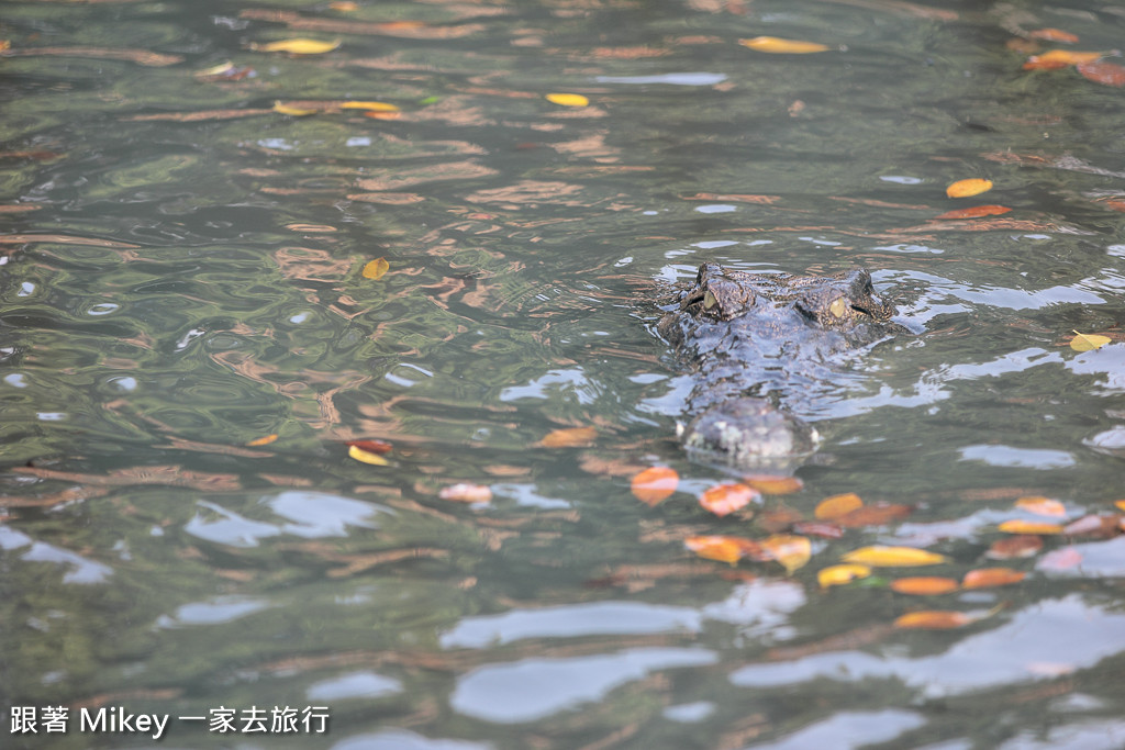 跟著 Mikey 一家去旅行 - 【 潮州 】不一樣鱷魚生態農場 - Part II