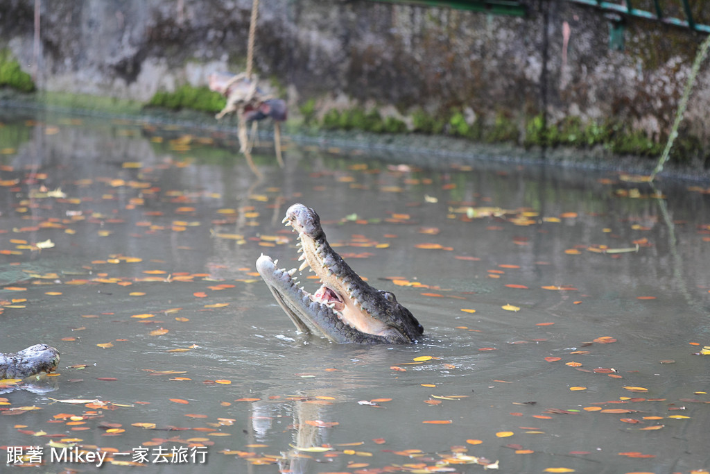 跟著 Mikey 一家去旅行 - 【 潮州 】不一樣鱷魚生態農場 - Part II