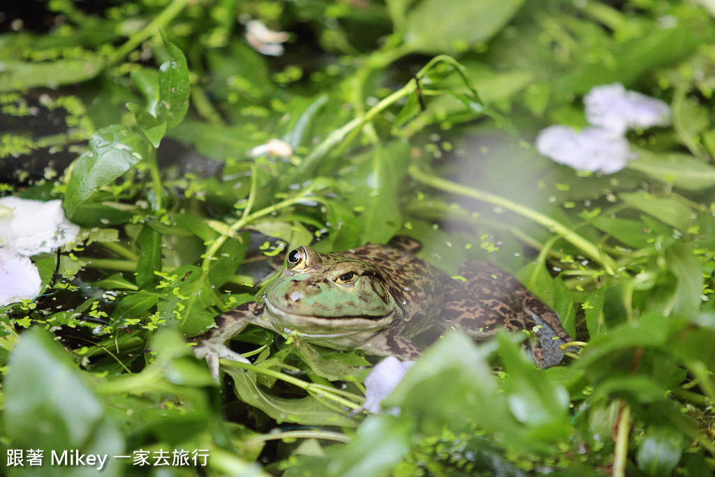 跟著 Mikey 一家去旅行 - 【 潮州 】不一樣鱷魚生態農場 - Part III