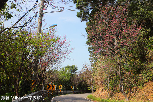 跟著 Mikey 一家去旅行 - 【 淡水 】滬尾櫻花大道