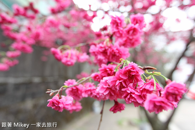 跟著 Mikey 一家去旅行 - 【 淡水 】天元宮 - 無極天元宮