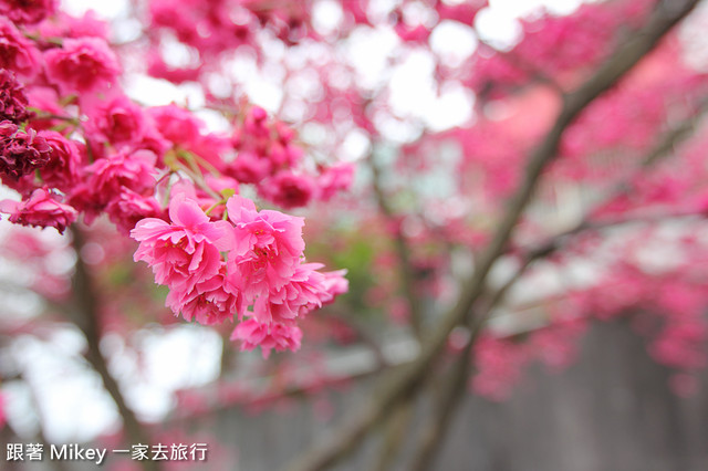 跟著 Mikey 一家去旅行 - 【 淡水 】天元宮 - 無極天元宮