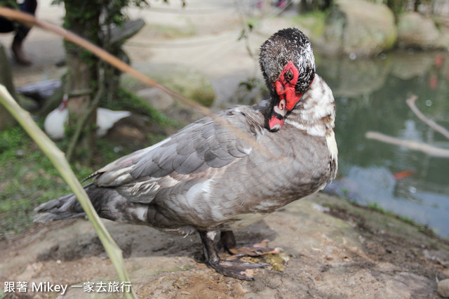 跟著 Mikey 一家去旅行 - 【 復興 】桃源仙谷 - 幽蘭園