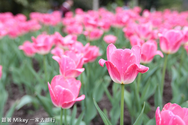 跟著 Mikey 一家去旅行 - 【 復興 】桃源仙谷 - 彩虹花田