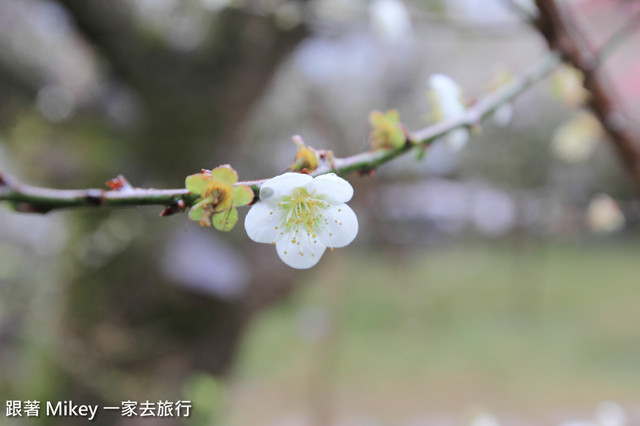 跟著 Mikey 一家去旅行 - 【 信義 】踏雪尋梅 - 風櫃斗 ( 豐梅步道 )