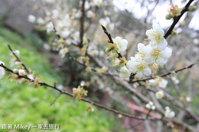 跟著 Mikey 一家去旅行 - 【 信義 】踏雪尋梅 - 風櫃斗 ( 豐梅步道 )