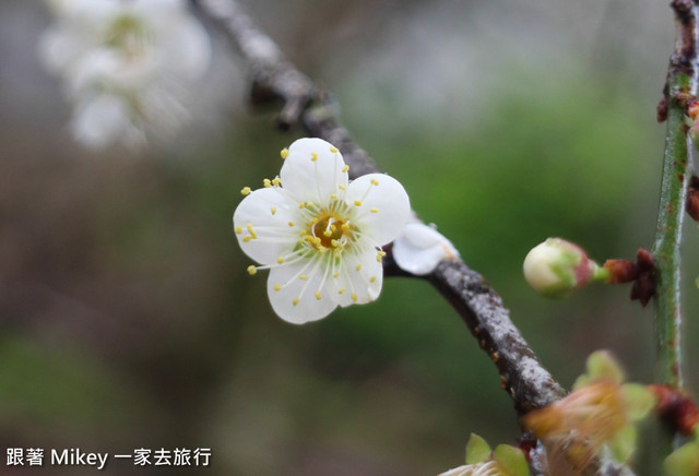 跟著 Mikey 一家去旅行 - 【 信義 】踏雪尋梅 - 風櫃斗 ( 豐梅步道 )