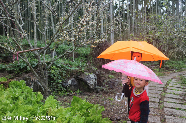 跟著 Mikey 一家去旅行 - 【 信義 】踏雪尋梅 - 風櫃斗 ( 豐梅步道 )