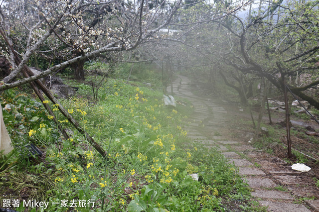 跟著 Mikey 一家去旅行 - 【 信義 】踏雪尋梅 - 風櫃斗 ( 豐梅步道 )