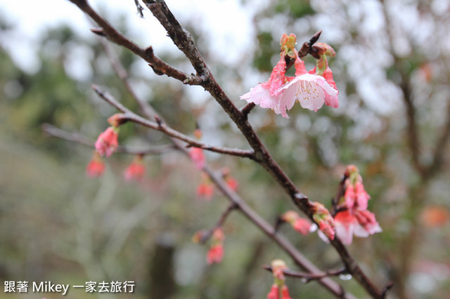 跟著 Mikey 一家去旅行 - 【 信義 】踏雪尋梅 - 風櫃斗 ( 豐梅步道 )