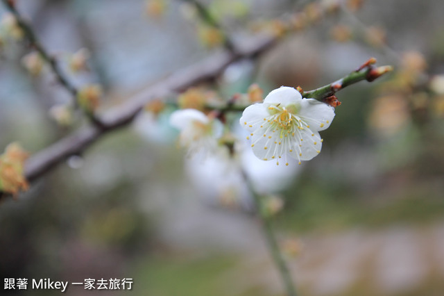 跟著 Mikey 一家去旅行 - 【 信義 】踏雪尋梅 - 風櫃斗 ( 豐梅步道 )