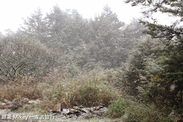 跟著 Mikey 一家去旅行 - 【 信義 】踏雪尋梅 - 合歡山