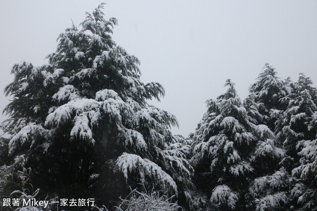 跟著 Mikey 一家去旅行 - 【 信義 】踏雪尋梅 - 合歡山