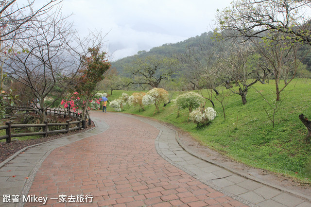 跟著 Mikey 一家去旅行 - 【 信義 】踏雪尋梅 - 柳家梅園