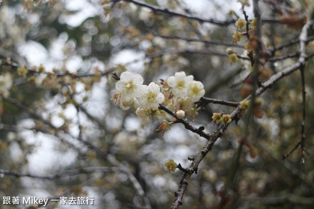 跟著 Mikey 一家去旅行 - 【 信義 】踏雪尋梅 - 柳家梅園