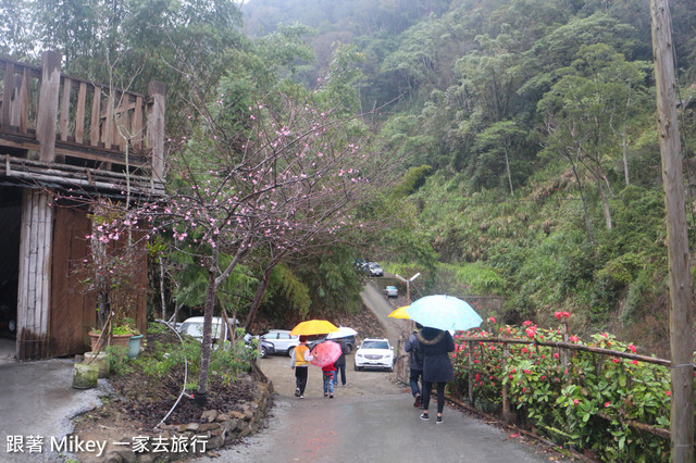 跟著 Mikey 一家去旅行 - 【 信義 】踏雪尋梅 - 柳家梅園