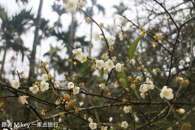 跟著 Mikey 一家去旅行 - 【 信義 】踏雪尋梅 - 柳家梅園