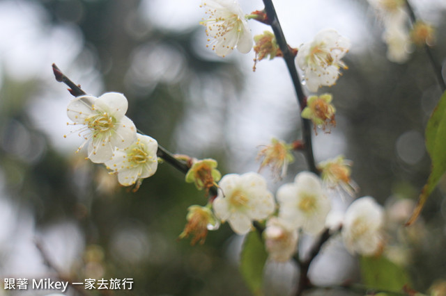 跟著 Mikey 一家去旅行 - 【 信義 】踏雪尋梅 - 柳家梅園