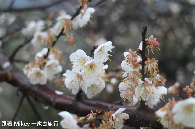 跟著 Mikey 一家去旅行 - 【 信義 】踏雪尋梅 - 柳家梅園