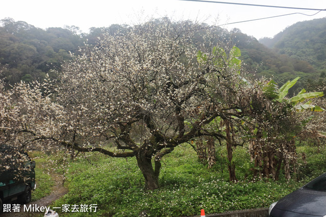 跟著 Mikey 一家去旅行 - 【 信義 】踏雪尋梅 - 柳家梅園