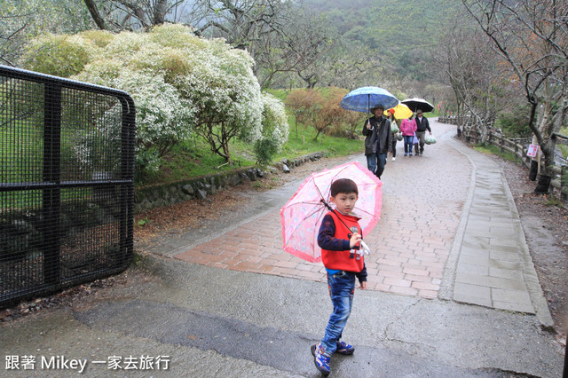 跟著 Mikey 一家去旅行 - 【 信義 】踏雪尋梅 - 柳家梅園