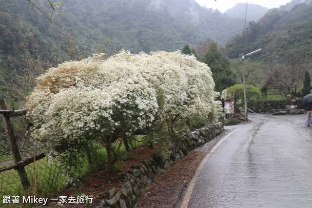 跟著 Mikey 一家去旅行 - 【 信義 】踏雪尋梅 - 柳家梅園