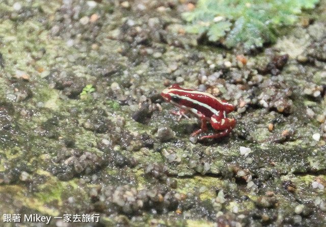 跟著 Mikey 一家去旅行 - 【 台中 】國立自然科學博物館 - 植物園