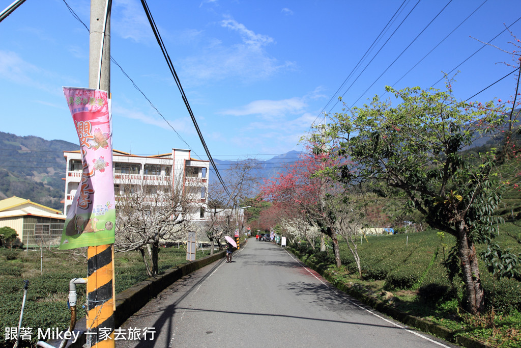 跟著 Mikey 一家去旅行 - 【 信義 】草坪頭玉山觀光茶園