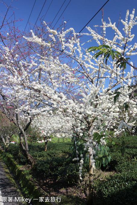 跟著 Mikey 一家去旅行 - 【 信義 】草坪頭玉山觀光茶園