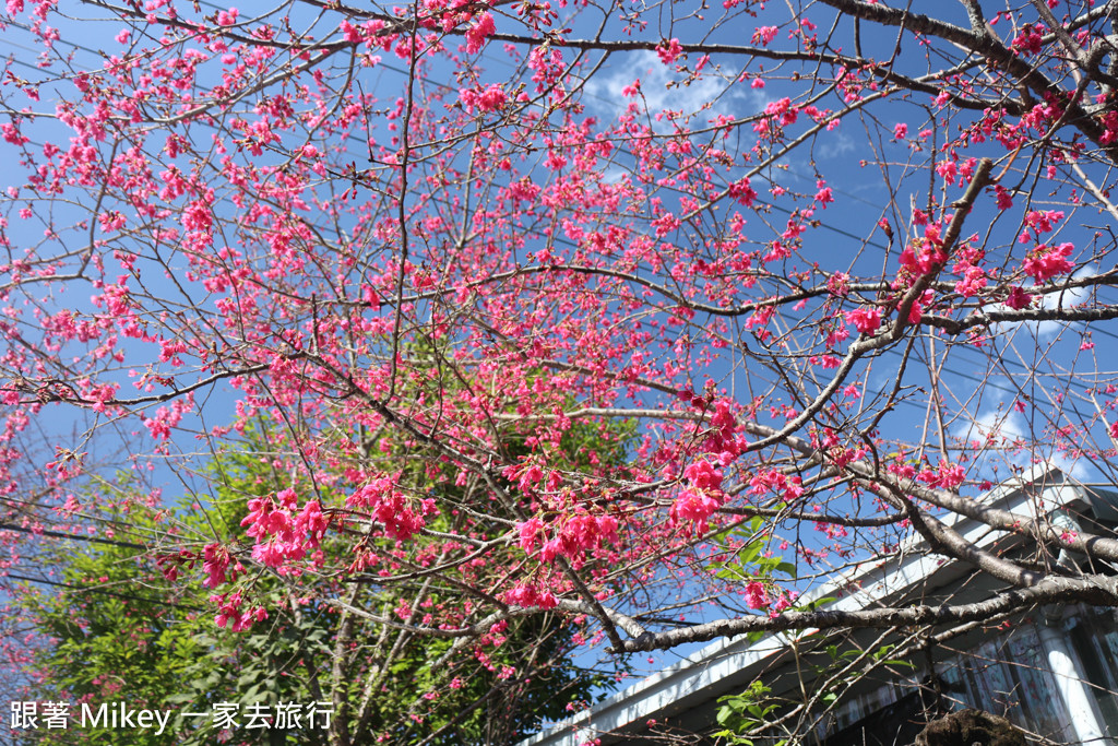 跟著 Mikey 一家去旅行 - 【 信義 】草坪頭玉山觀光茶園