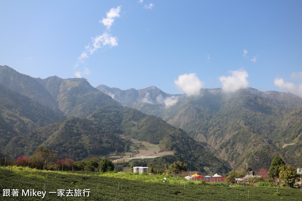 跟著 Mikey 一家去旅行 - 【 信義 】草坪頭玉山觀光茶園