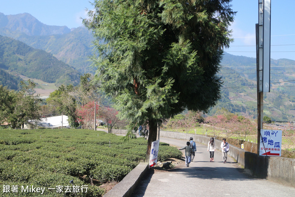 跟著 Mikey 一家去旅行 - 【 信義 】草坪頭玉山觀光茶園